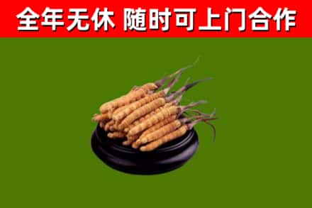 封开县回收散虫草