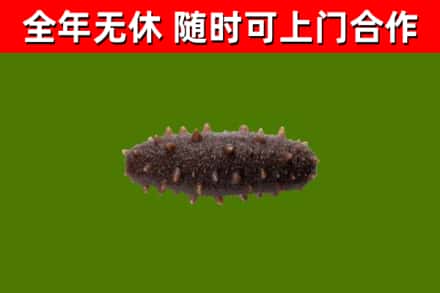 封开县回收海参干